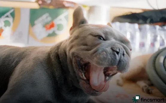 Best Cages for Small Pets: Top Choices Revealed Today