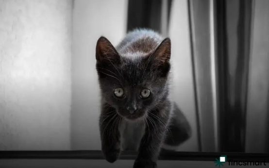 Best Fish for Small Aquariums: Top Choices Revealed