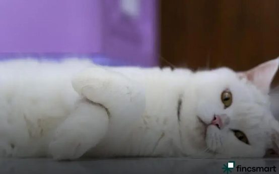 Best Pet Birds for Beginners: A Curated Guide