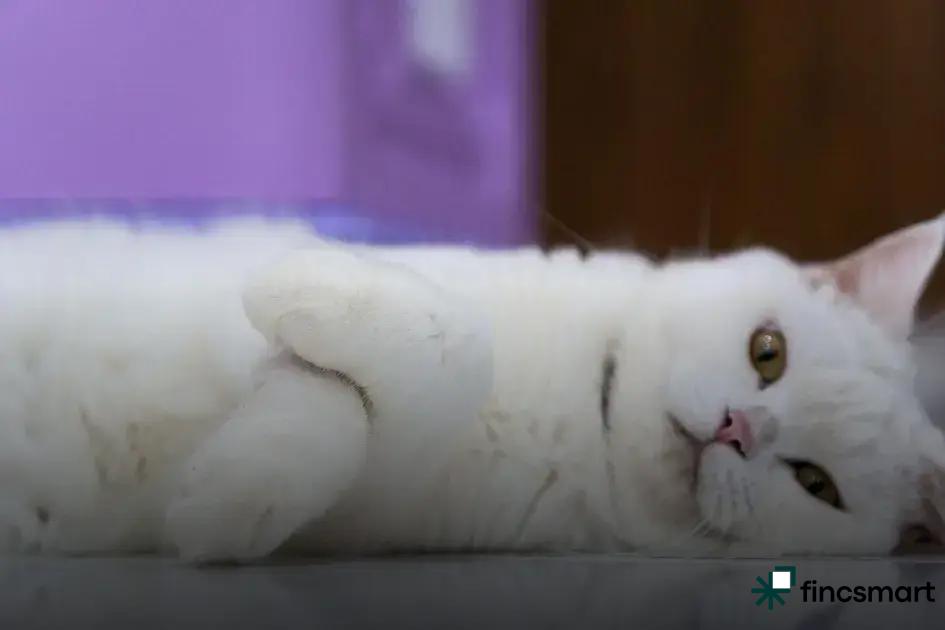 Best Pet Birds for Beginners: A Curated Guide