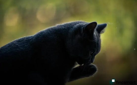 Best Toys to Stimulate Cats Mentally: Top Picks Revealed