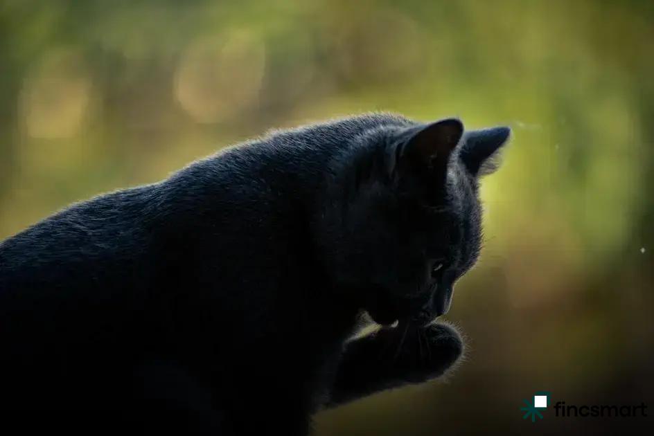 Best Toys to Stimulate Cats Mentally: Top Picks Revealed