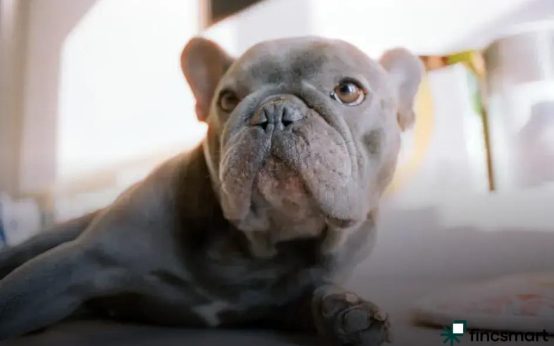 Bird Nutrition and Feeding Tips: Essentials for Healthy Pets