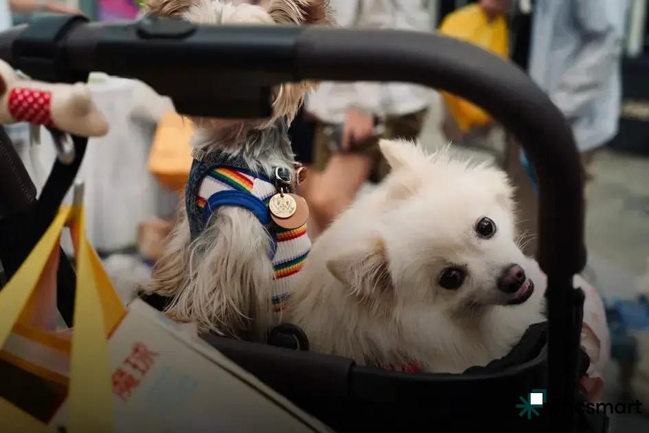 Cat Care Basics for New Cat Owners: Essential Tips