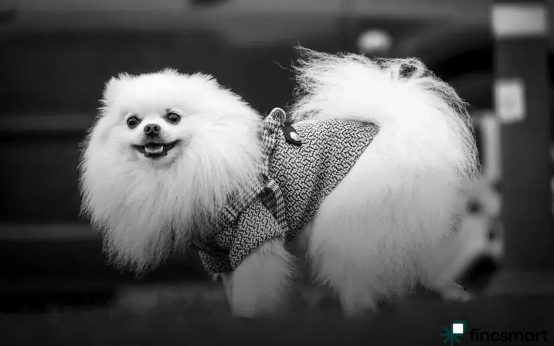 Cat Grooming Tips for Short and Long Hair: Essential Guide