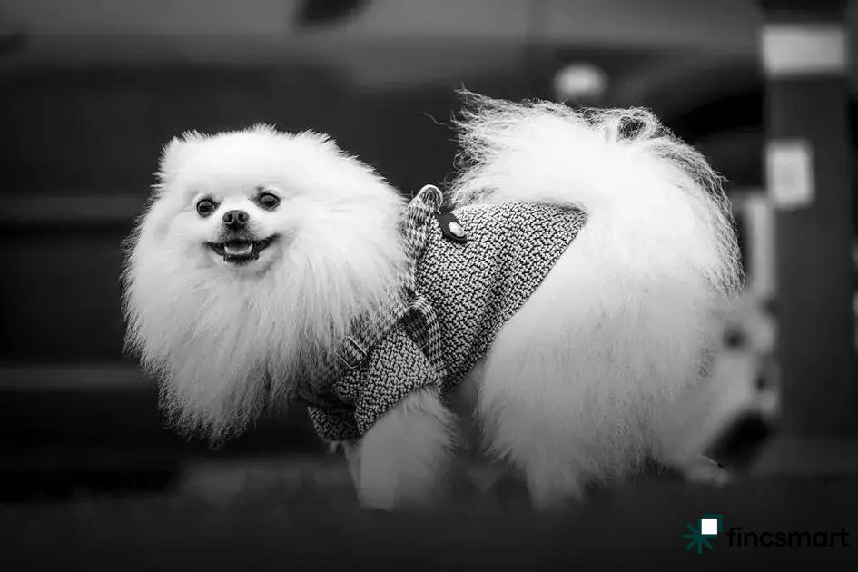 Cat Grooming Tips for Short and Long Hair: Essential Guide