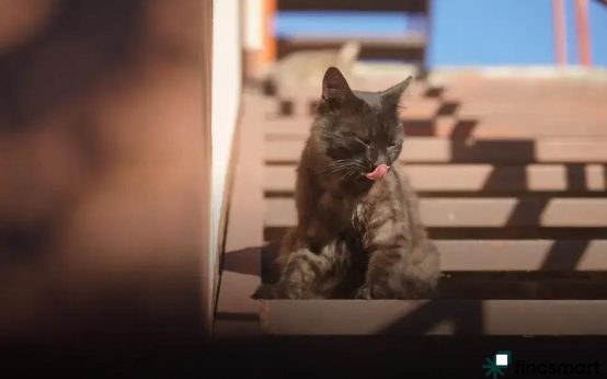 Choosing Safe Grooming Products: Essential Tips for Health