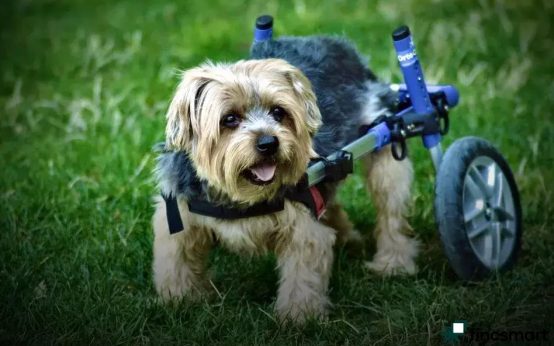 Common Cat Health Problems and Prevention Tips You Must Know