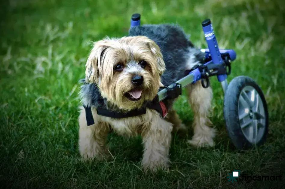 Common Cat Health Problems and Prevention Tips You Must Know