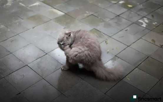 Common Fish Diseases and Prevention: Ensure Healthy Fish