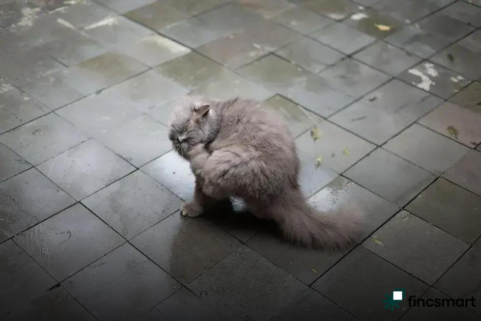 Common Fish Diseases and Prevention: Ensure Healthy Fish