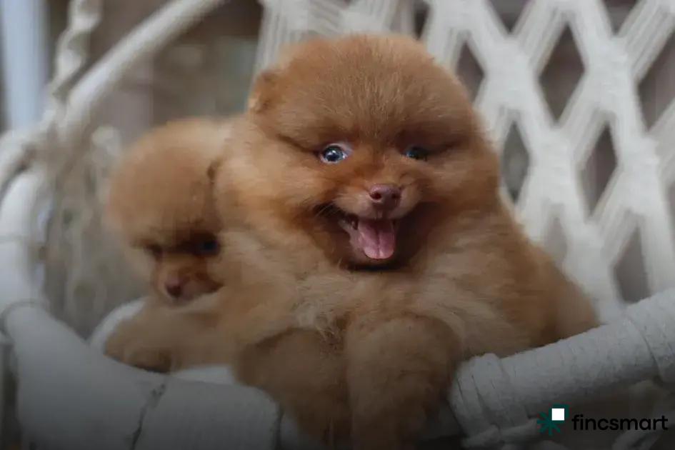 Common Health Issues in Small Pets: Key Facts Uncovered