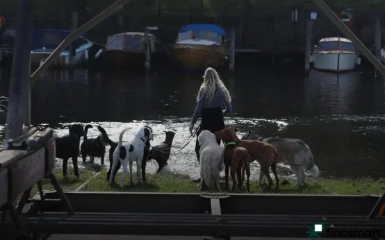 Daily Care Routines for Dogs and Cats: Master Them Easily