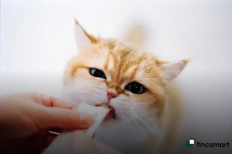 Dog Accessories Every Owner Should Have in 2023