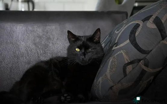 Dog Nutrition: What to Feed and What to Avoid for Health