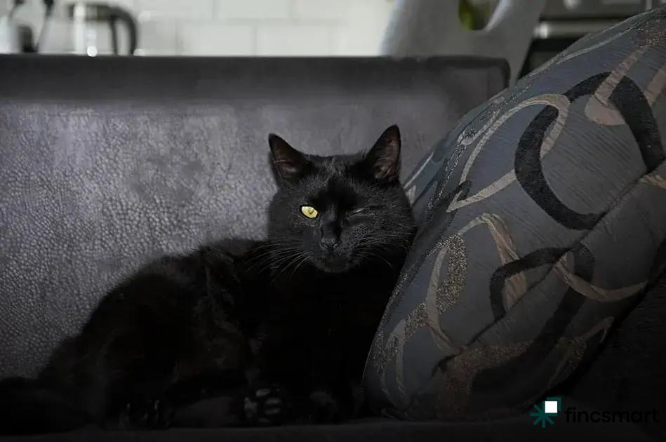 Dog Nutrition: What to Feed and What to Avoid for Health