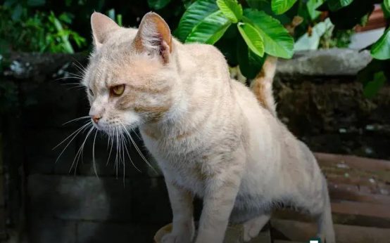 Essential Pet Care Tips for First-Time Owners Revealed