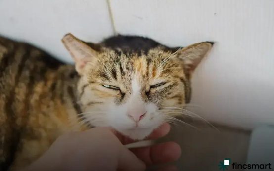 Feeding and Handling Reptiles Safely: Essential Tips