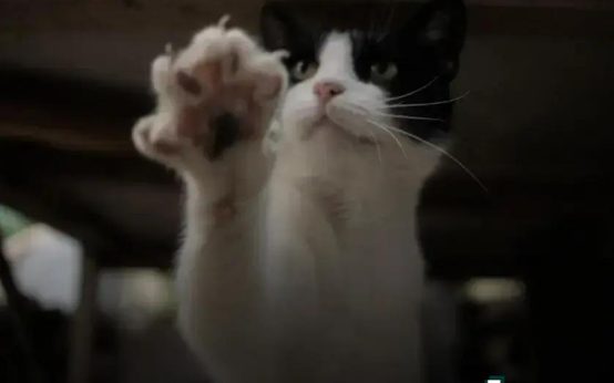 Feeding Schedules for Aquarium Fish: Essential Tips Revealed