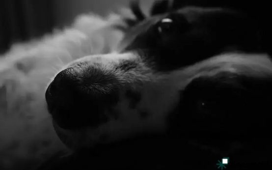 Grooming Frequency by Pet Type: Essential Guide to Know