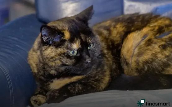 Heating and Lighting for Reptiles: Essential Tips Revealed