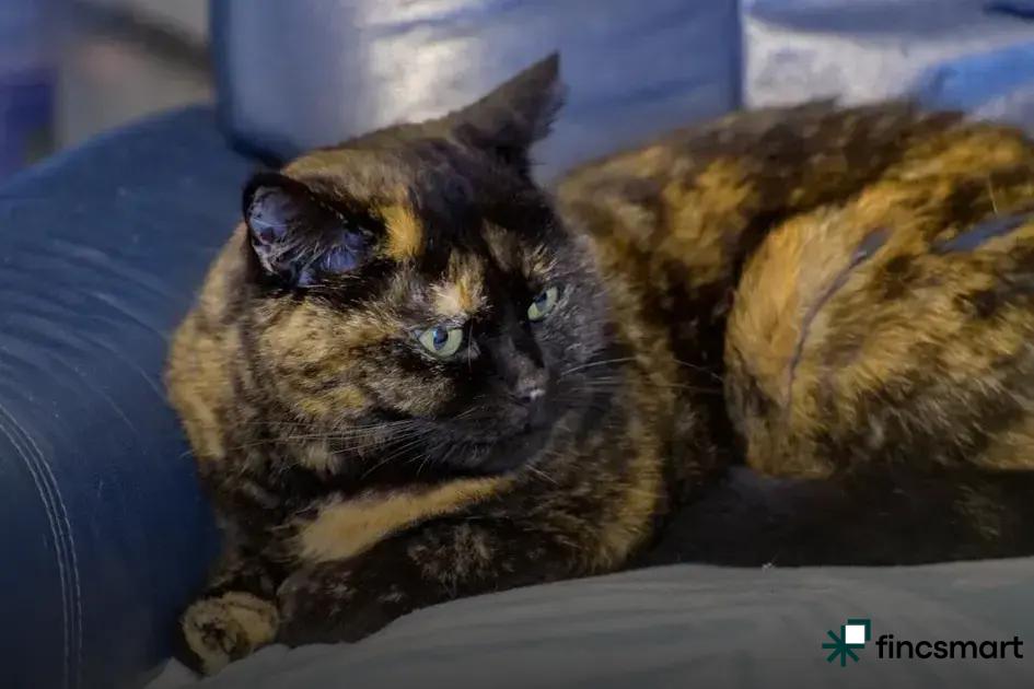 Heating and Lighting for Reptiles: Essential Tips Revealed