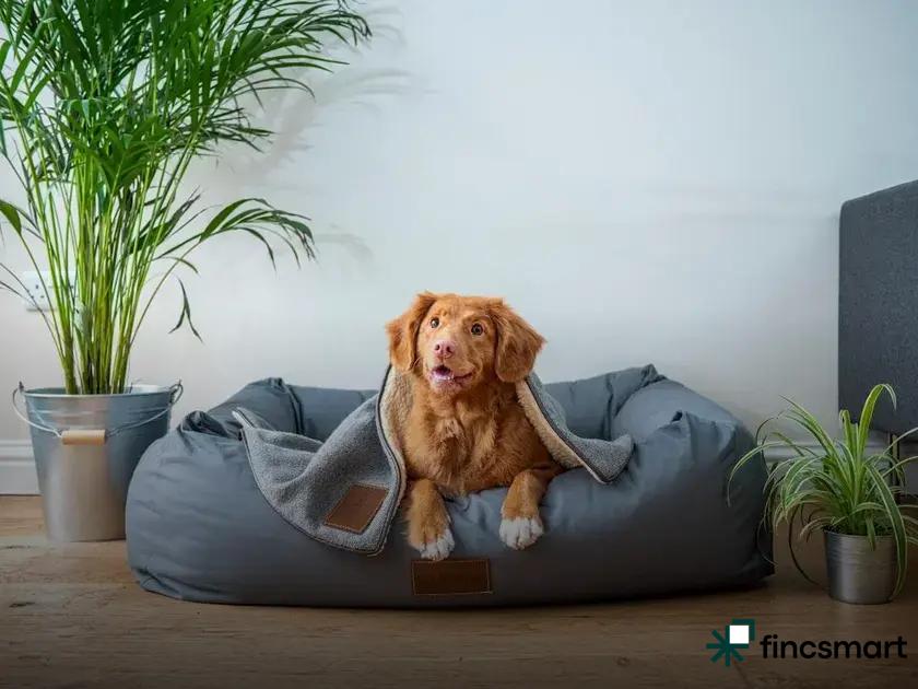 How Often Should You Bathe Your Pet? Find Out Now