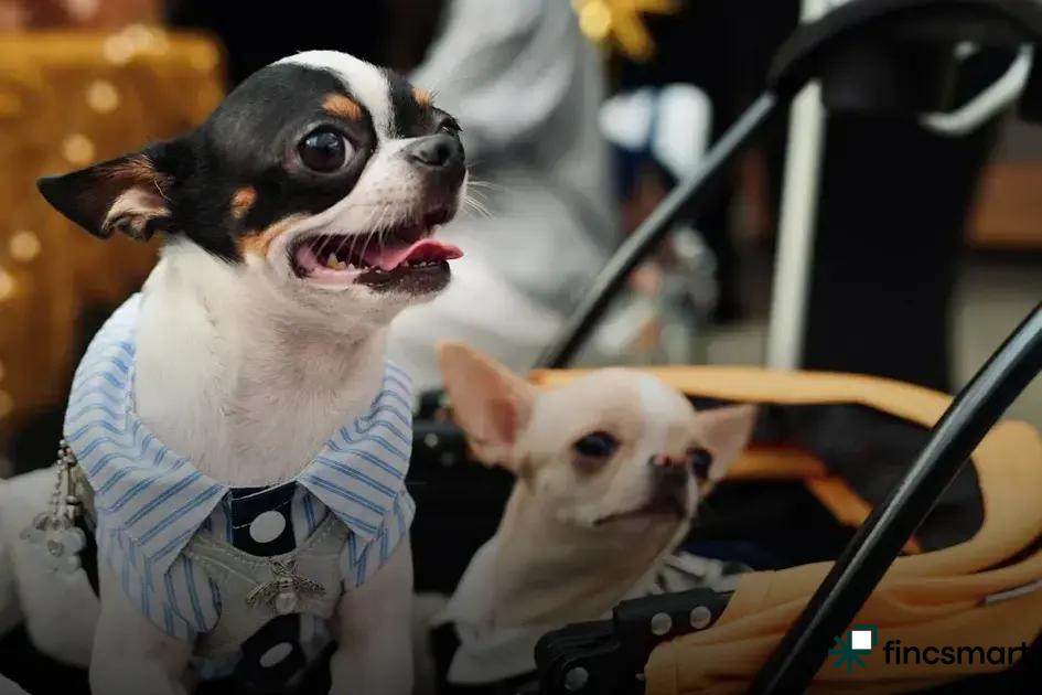 How to Build a Pet-Friendly Home: Essential Tips Revealed