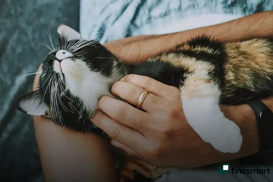 How to Choose the Best Pet Food Brand: Top Tips