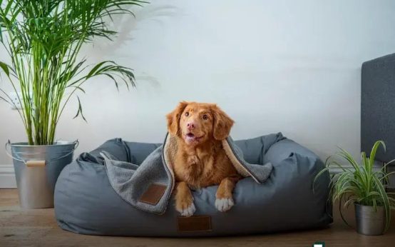 How to Choose the Right Pet Products for Your Beloved Companion