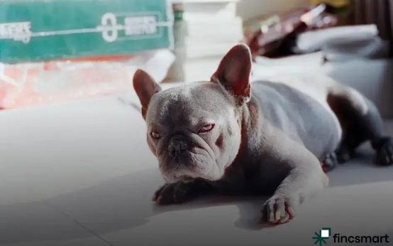 How to Choose the Right Scratching Post for Cats