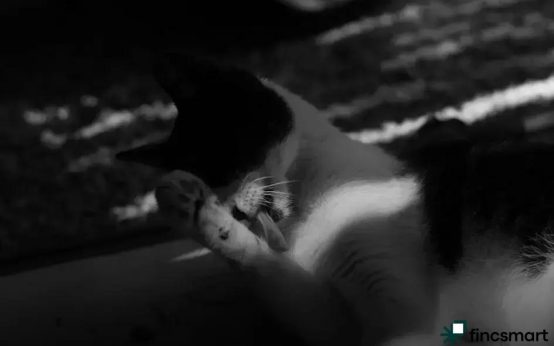 How to Create a Healthy Routine for Your Pet Everyday