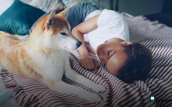 How to Keep Indoor Cats Active: Fun Tips and Tricks