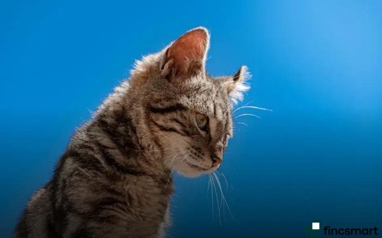 How to Keep Your Pet Happy and Stress-Free: Top Tips