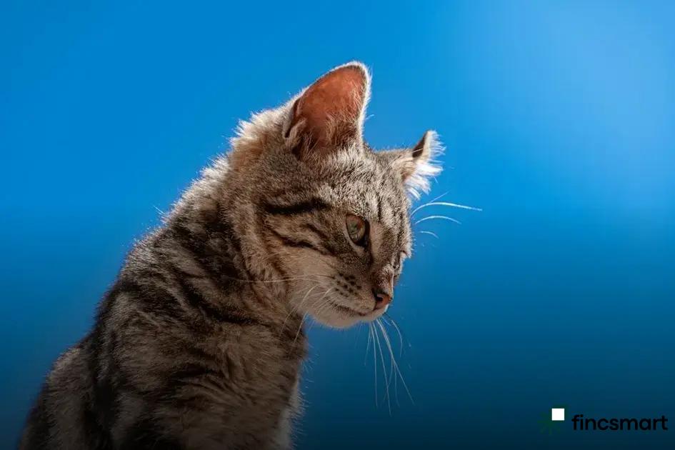 How to Keep Your Pet Happy and Stress-Free: Top Tips