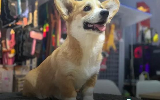 How to Set Up a Bird Cage: Step-by-Step Guide