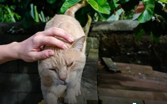 How to Socialize Your Dog Properly: Essential Tips