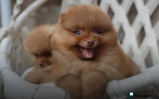 Importance of Regular Pet Grooming: Keep Your Pet Healthy