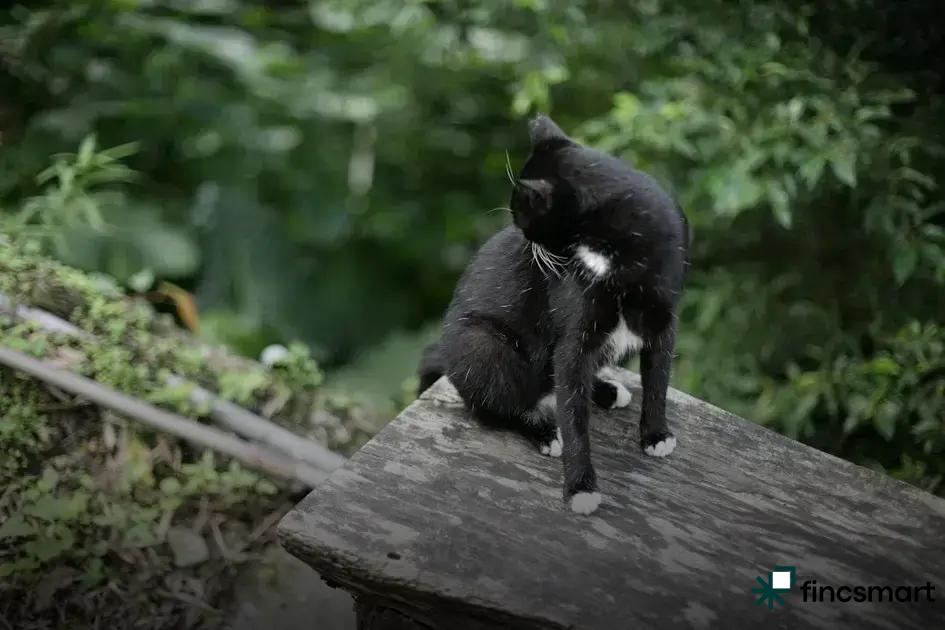 Leash Training Tips for Beginners: Master Walking Your Dog