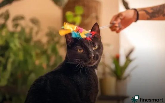 Must-Have Products in a Modern Pet Shop: Discover Now!