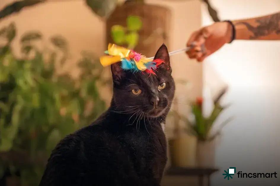 Must-Have Products in a Modern Pet Shop: Discover Now!