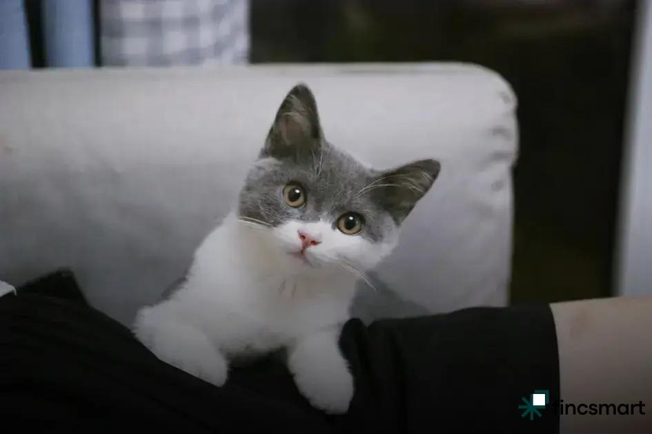 Natural Grooming Products for Pets: Discover Eco-Friendly Solutions