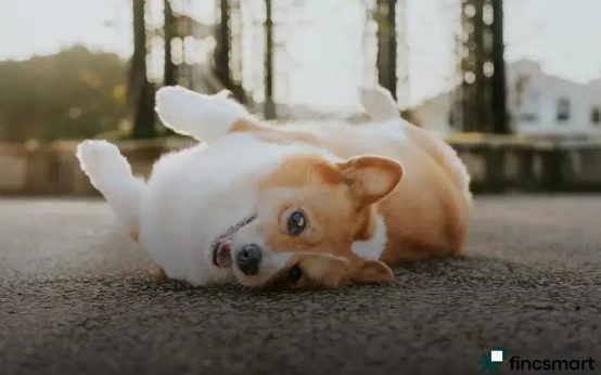 Pet Accessories Trends for 2025: Discover the Future Styles