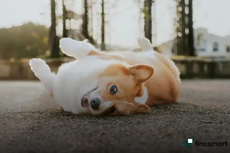 Pet Accessories Trends for 2025: Discover the Future Styles