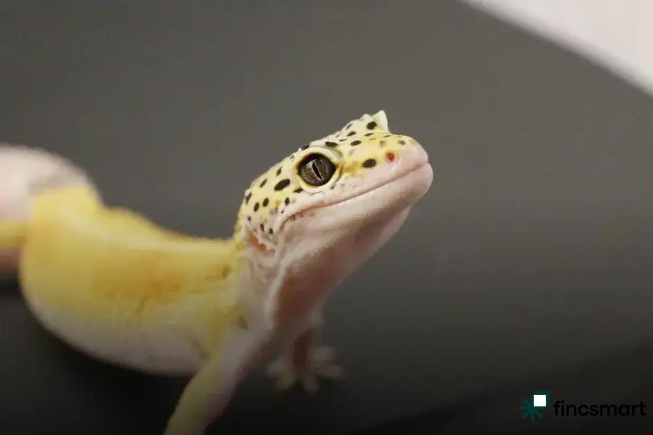 Pet Dental Care: Why It Matters for Your Pet's Health