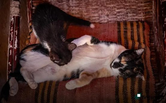 Pet First Aid Basics: Essential Tips to Protect Your Pets