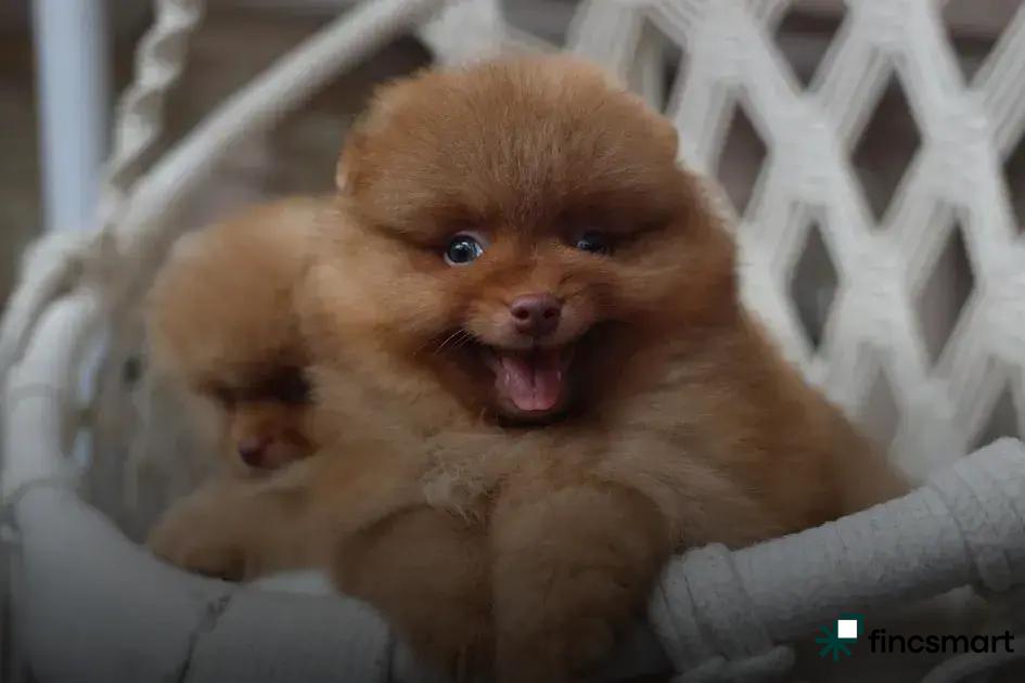 Puppy Care Guide: From Day One - Essential Tips Revealed