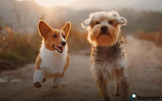 Seasonal Pet Care Tips: Ensure Your Pet's Well-being Year-round