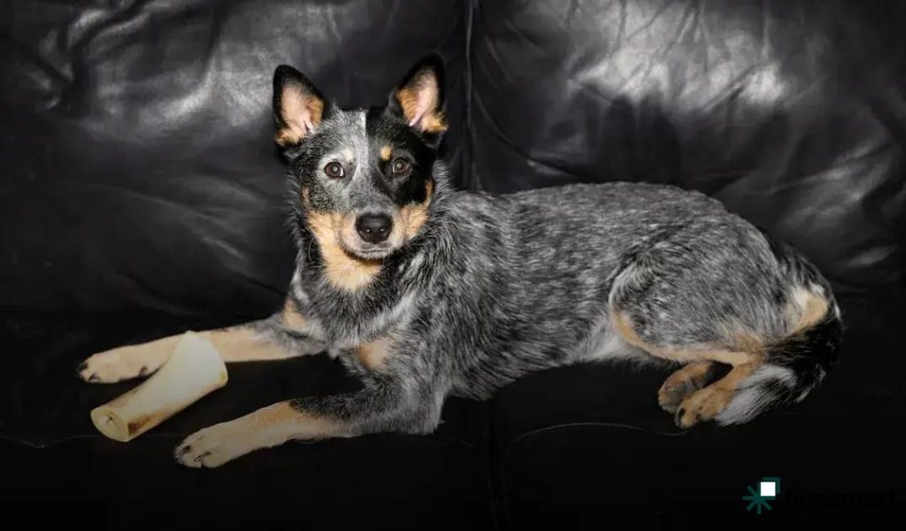 Senior Pet Care Tips: Essential Advice for Healthy Aging