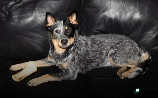 Senior Pet Care Tips: Essential Advice for Healthy Aging